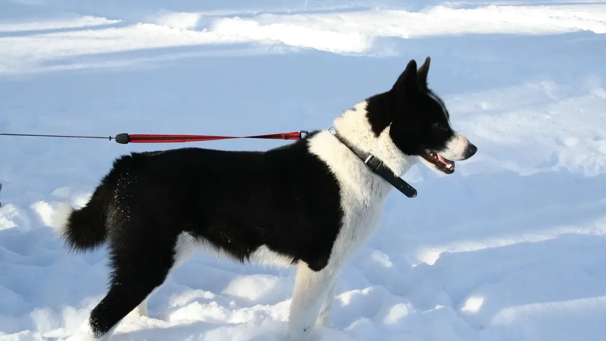 You will love Karelian bear dog facts about this cute canine pet.