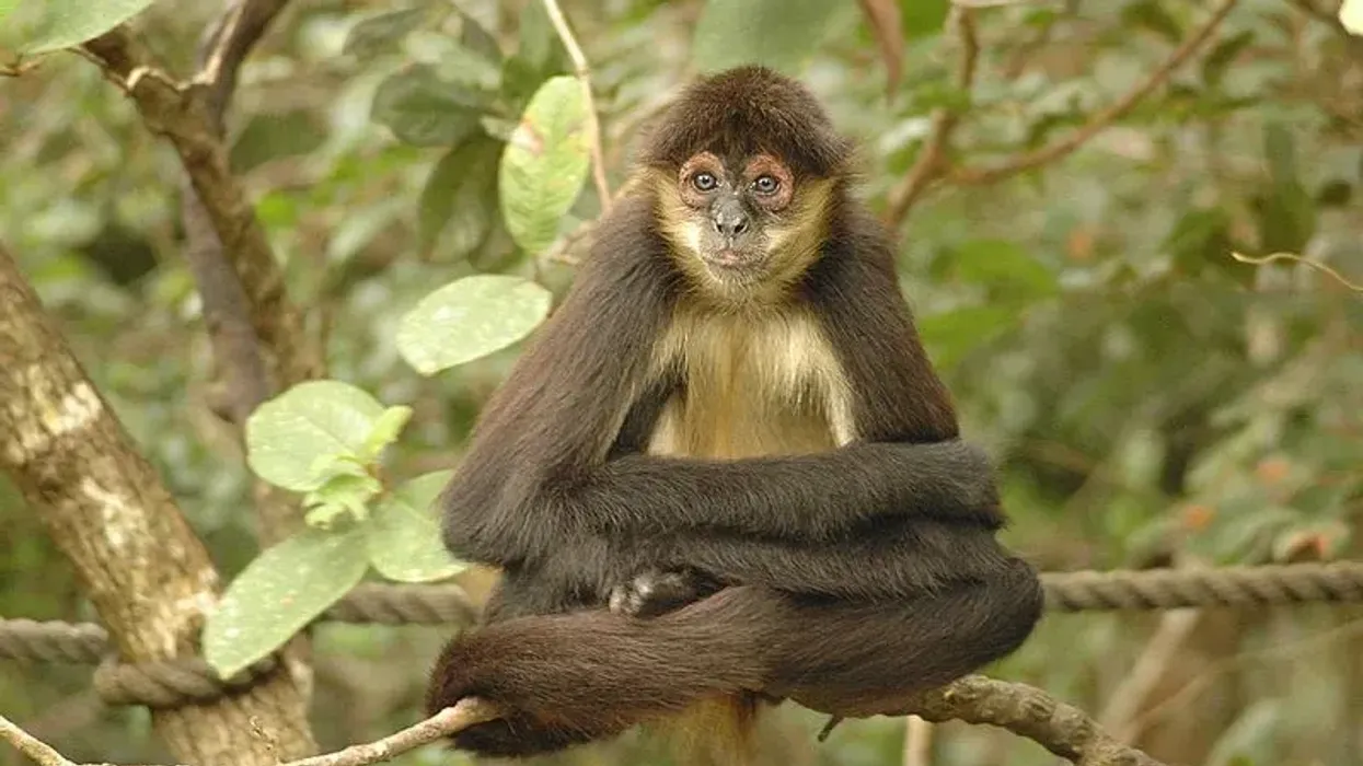 You will love these black-handed spider monkey facts.