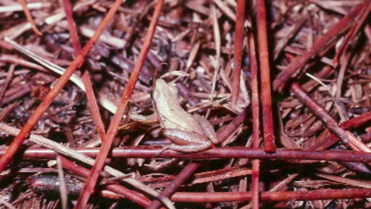 You will love these little grass frog facts.