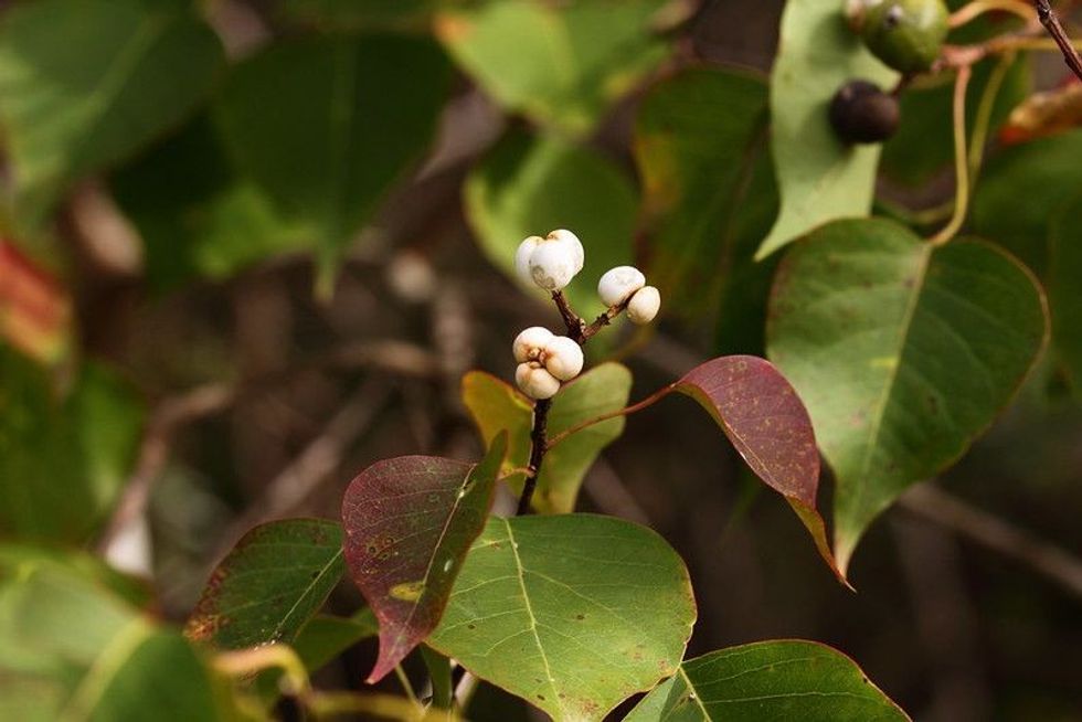 You will surely love these Chinese tallow tree facts that highlight all their best characteristics!