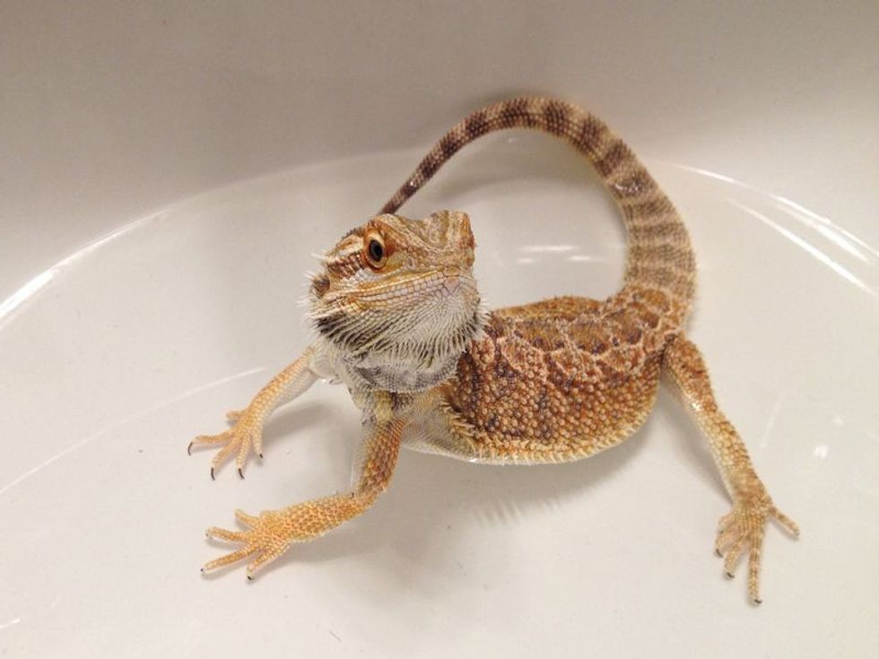 Bearded Dragon Bath Why, When And How To Bathe Your 'Beardie' Kidadl