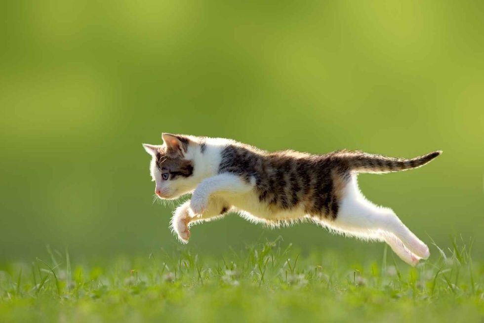 Young cat jumping over a meadow 