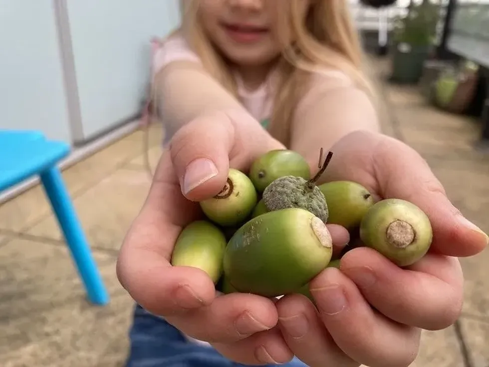 Young girl holding out her hands which are full of acorns.