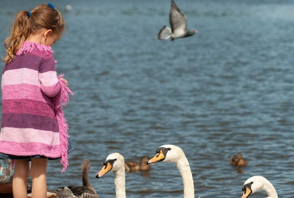 Young girl standing with her hair in a pony-tail and three swans watching her intently while she feeds them, by the lakeside. Totally trusting in her, and her kindness.