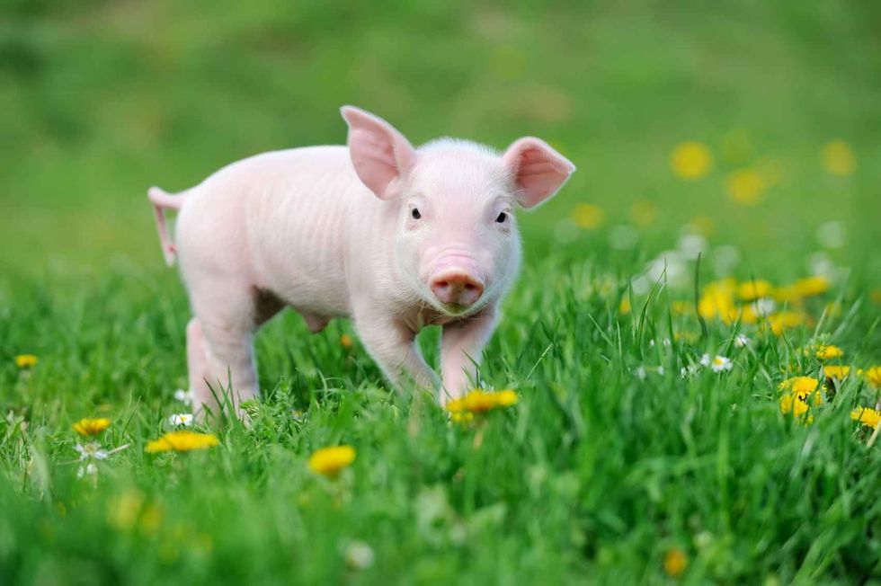 Young pig