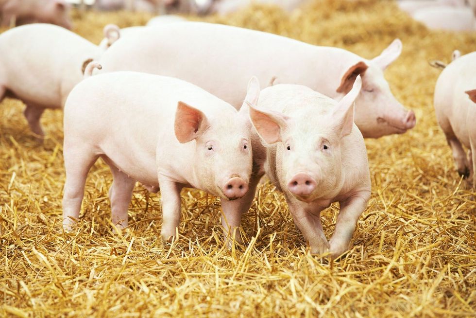 Young piglet on hay at pig breeding farm