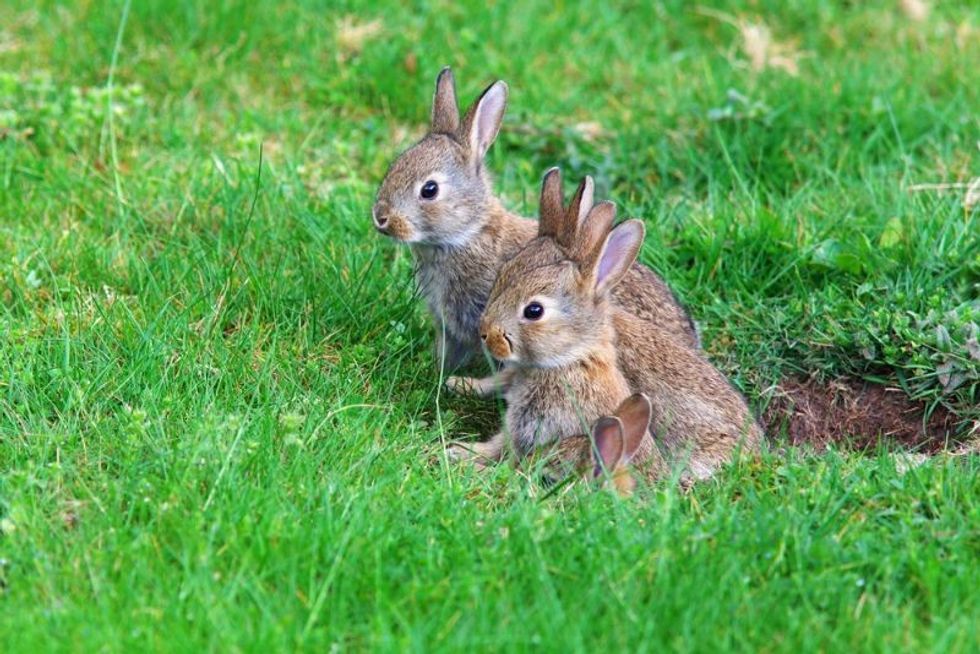 Young rabbits coming out of their hole