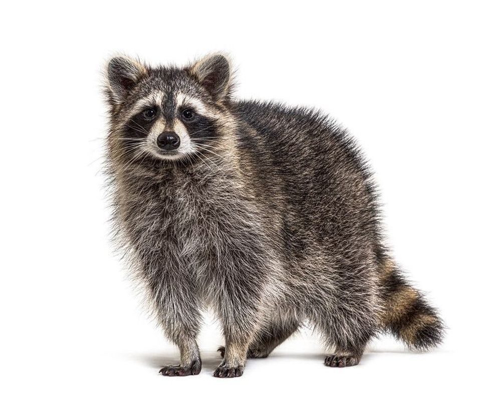 Young Raccoon standing in front