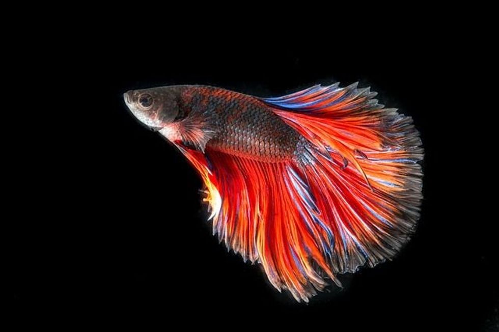 Your list of black fish names must include some cute fish names as well as famous fish names.