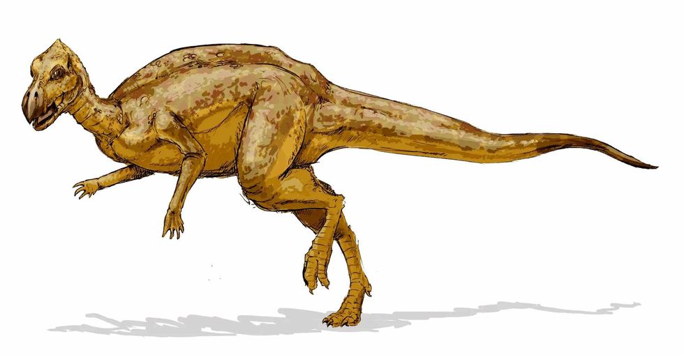 Zalmoxes were medium sized carnivorous dinosaurs.