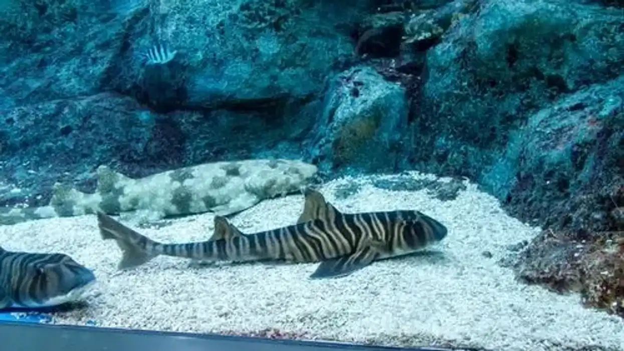 Zebra Bullhead Shark facts are all about their habitat, behavior, and feeding habits.