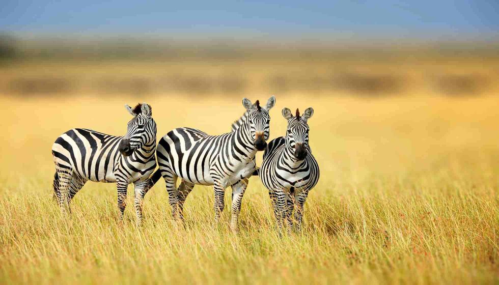 Zebra in the grass nature.