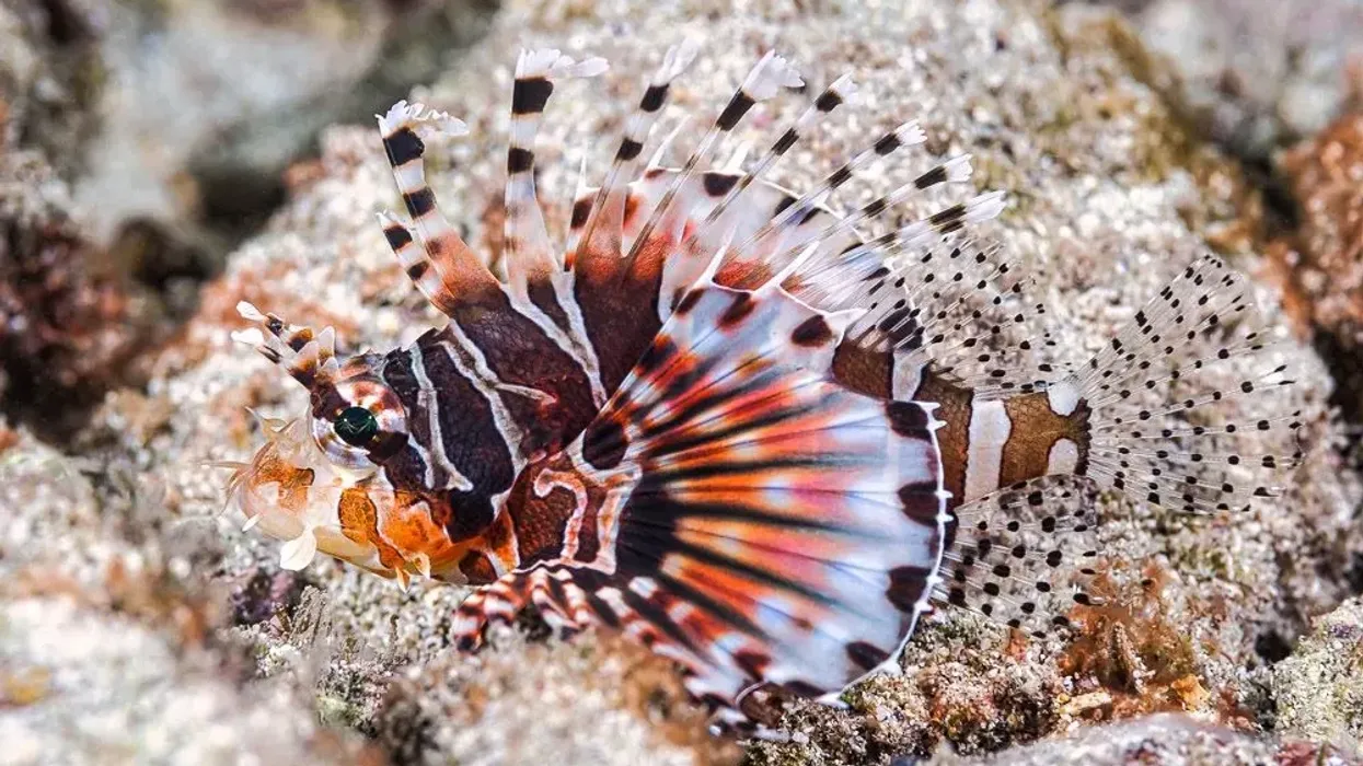 Zebra lionfish facts include that the fish is white and brown in color having brown stripes and poisonous spines.