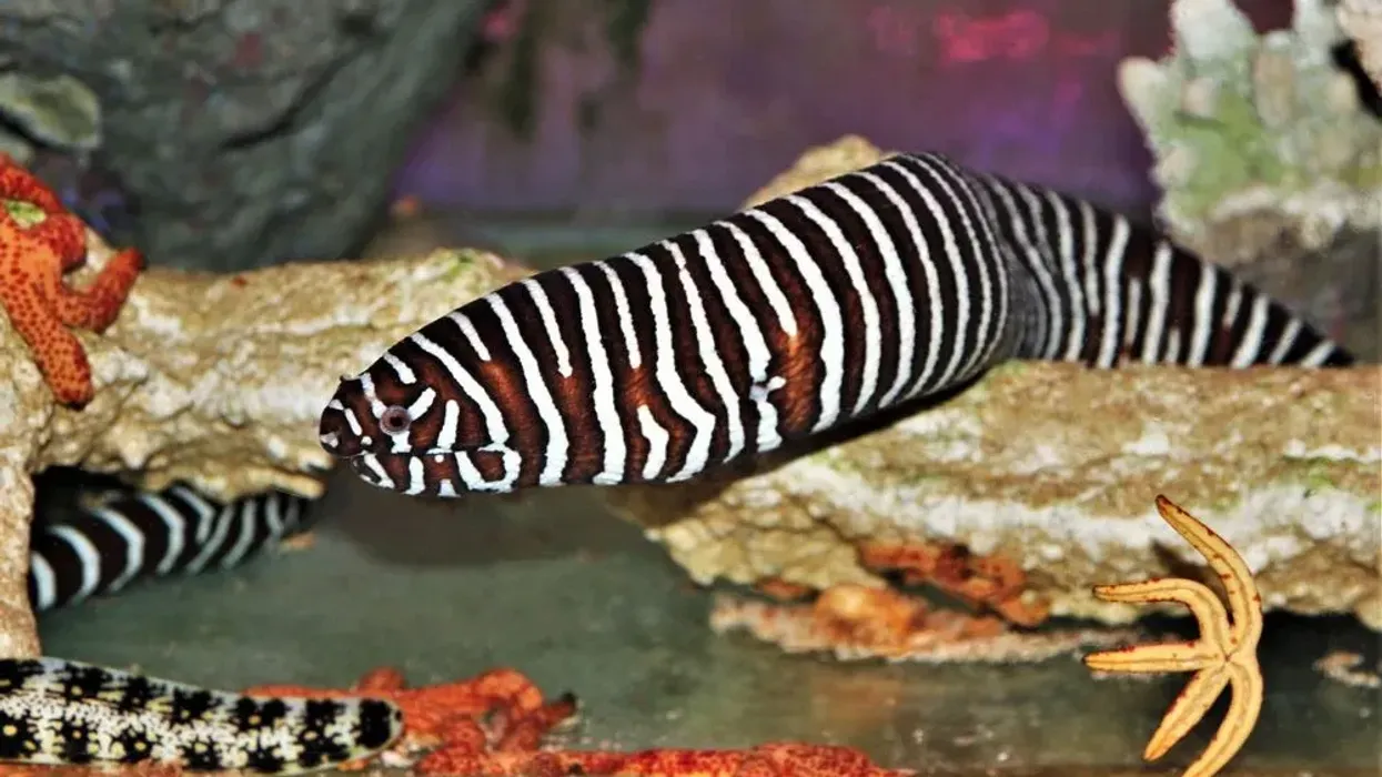 Zebra moray eel facts like it has short fins along its body to help swim are interesting.