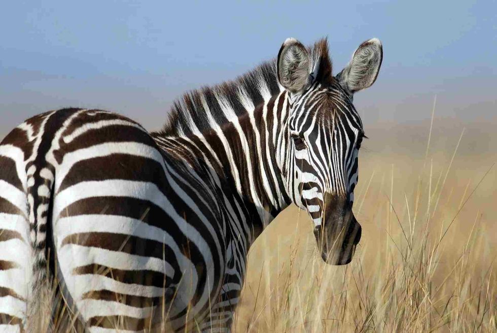 Zebras are way more aggressive than horses