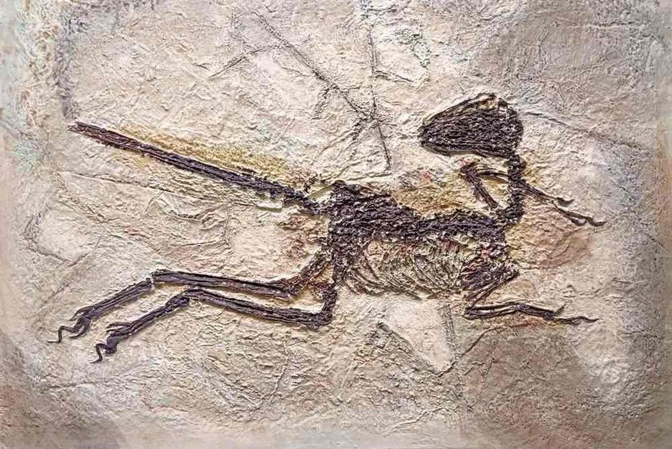 Zhenyuanlongs were medium sized dinosaurs from the Late Cretaceous era.
