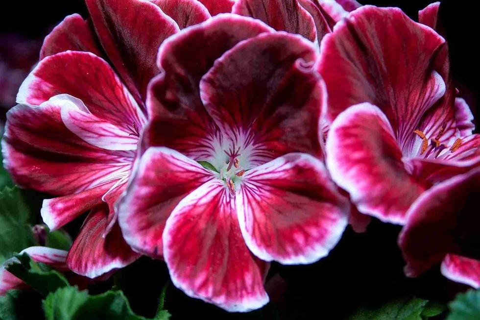 Zonal geranium facts include that in St. Louis, these plants grow directly in the ground or containers or pots during summer, and they need full sun.
