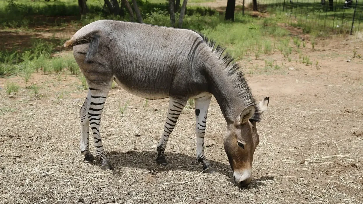 Zonkey facts give detailed information about these real hybrid animals.