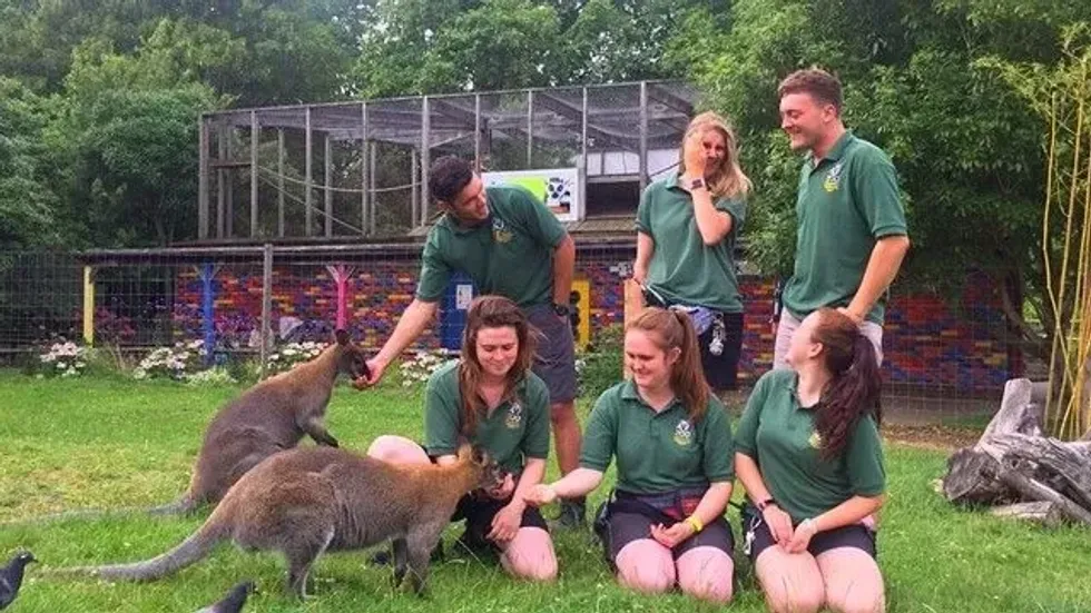 Zookeepers at Battersea Zoo feeding kangeroos