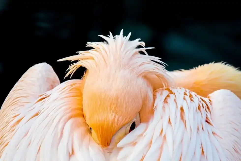 Zoology facts are extremely fun to know!