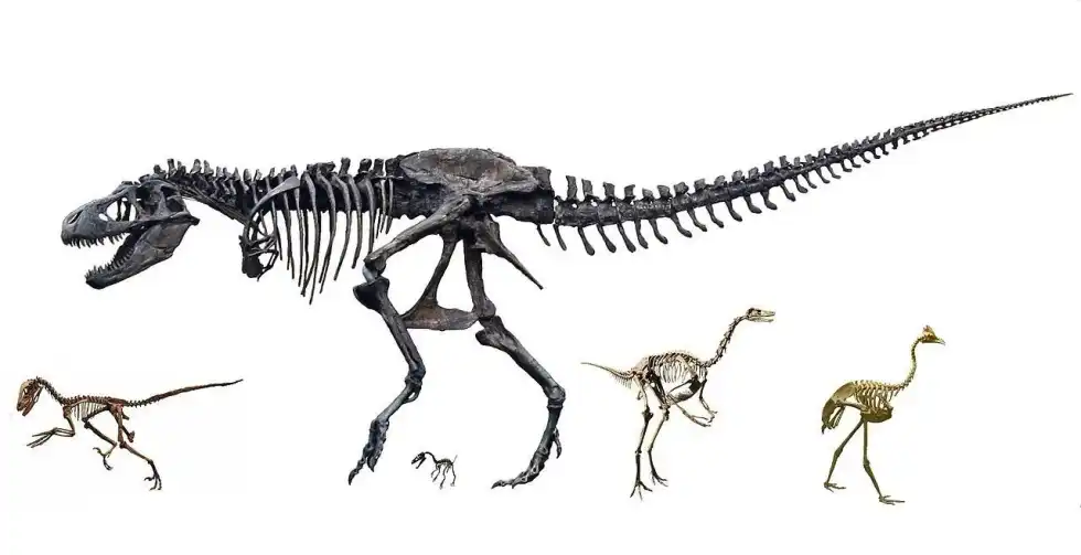 Zuolong facts are great for kids.