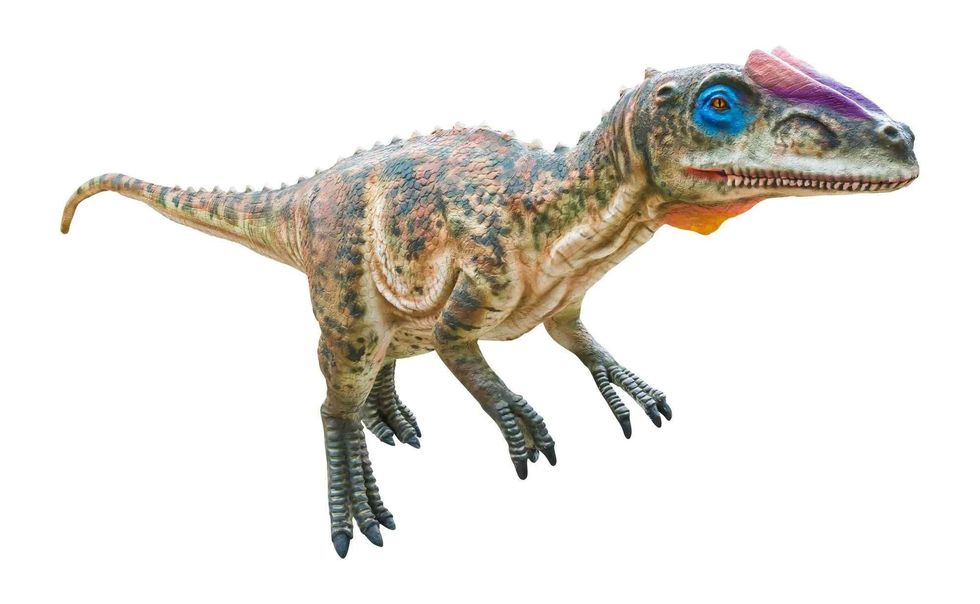 Zupaysaurus was a medium-sized theropod dinosaur.